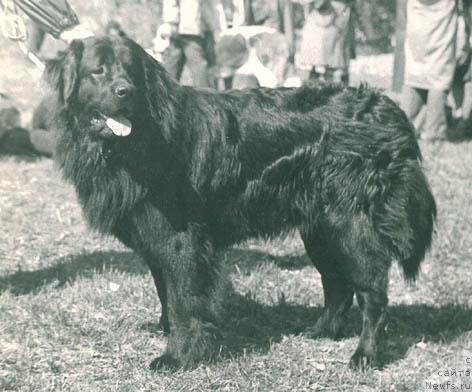 Фото: ньюфаундленд Eva Asmi (Ева Асми)