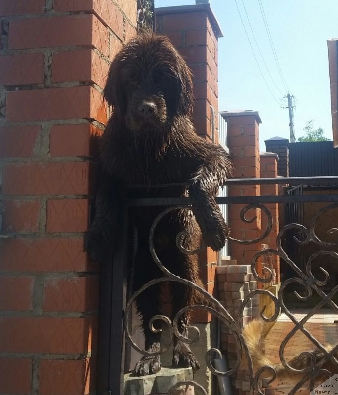 Фото: ньюфаундленд N'yufort Mon Sen Mishel' (Ньюфорт Мон Сен Мишель)