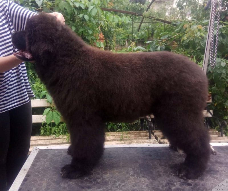 Фото: Щенки д.р.24.02.2018 от, ньюфаундленд Feel On Top of The World Midnight Bear, ньюфаундленд Newflame of Love Midnight Bear