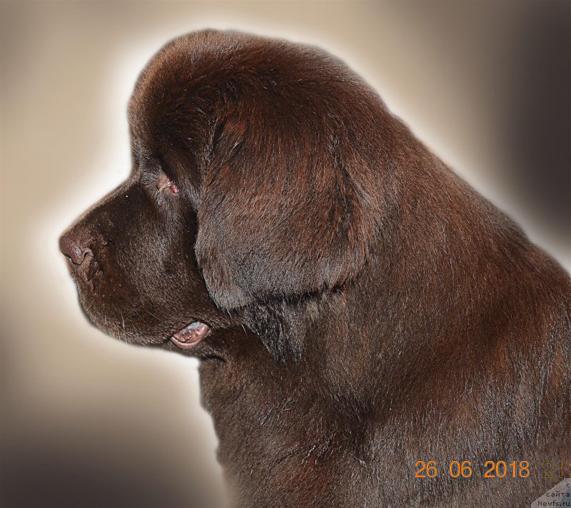 Фото: ньюфаундленд Brownblood MSK Alpina Guardian Soul (Браунблад МСК Альпина Гуардиан Соул)