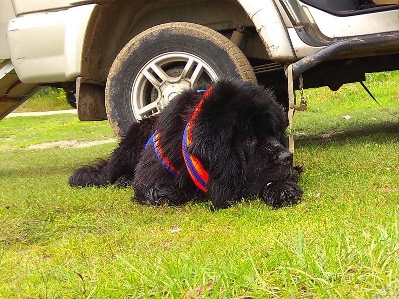 Фотография № 237318