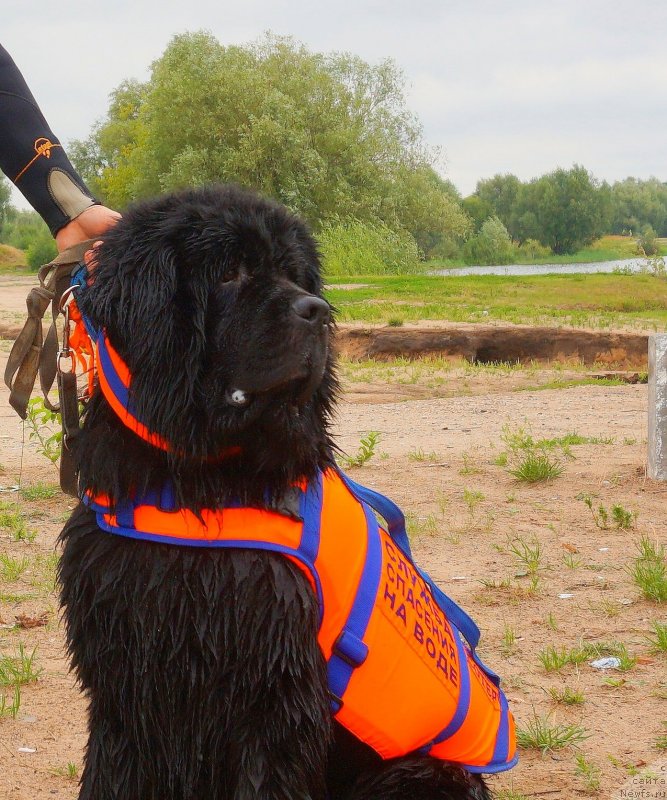 Фото: ньюфаундленд Chernyj Chank s Berega Dona (Черный Чанк с Берега Дона)