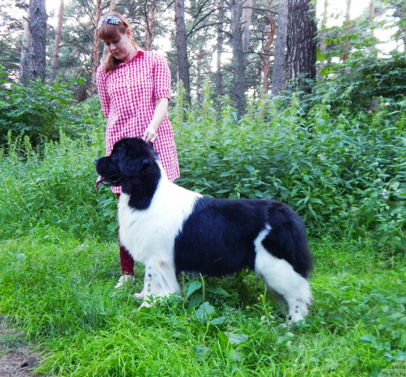 Фото: ньюфаундленд Gordon Ing'l Perikl'z from Rashn Bear (Гордон Инг'л Перикльз фром Рашн Беар)