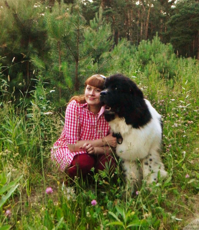 Фото: ньюфаундленд Gordon Ing'l Perikl'z from Rashn Bear (Гордон Инг'л Перикльз фром Рашн Беар)