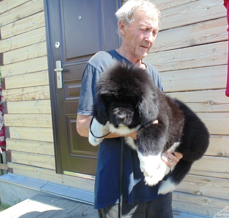 Фото: ньюфаундленд Ejevika ot Karel'skih Medvedey (Ежевика от Карельских Медведей)
