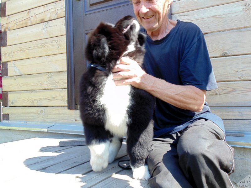 Фото: ньюфаундленд Ejevika ot Karel'skih Medvedey (Ежевика от Карельских Медведей)