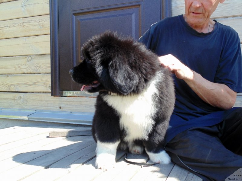 Фото: ньюфаундленд Ejevika ot Karel'skih Medvedey (Ежевика от Карельских Медведей)