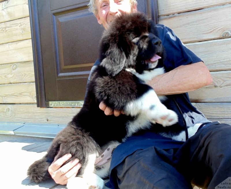 Фото: ньюфаундленд Ejevika ot Karel'skih Medvedey (Ежевика от Карельских Медведей)