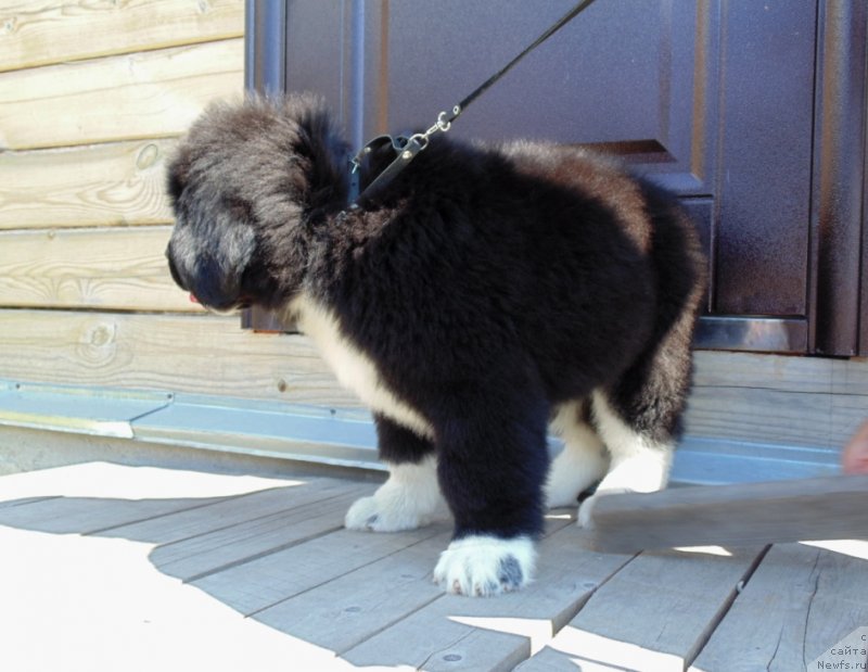 Фото: ньюфаундленд Ejevika ot Karel'skih Medvedey (Ежевика от Карельских Медведей)