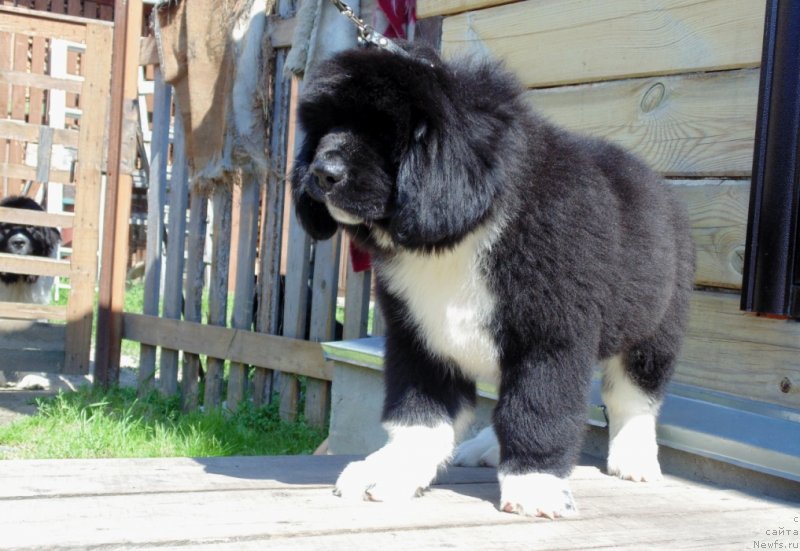 Фото: ньюфаундленд Ejevika ot Karel'skih Medvedey (Ежевика от Карельских Медведей)