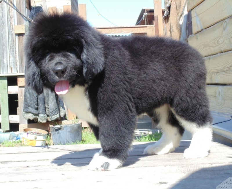 Фото: ньюфаундленд Ejevika ot Karel'skih Medvedey (Ежевика от Карельских Медведей)