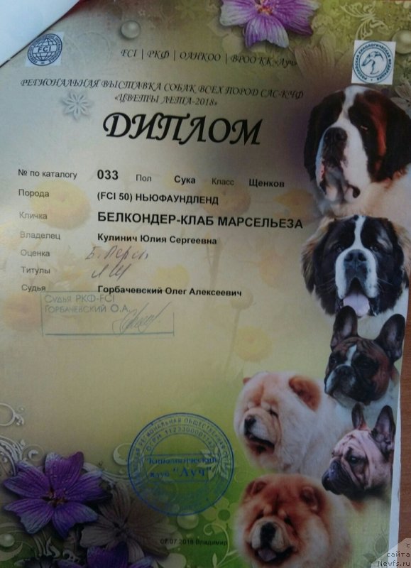 Фото: ньюфаундленд Belkonder-Klab Marsel'eza (Белкондер-Клаб Марсельеза)