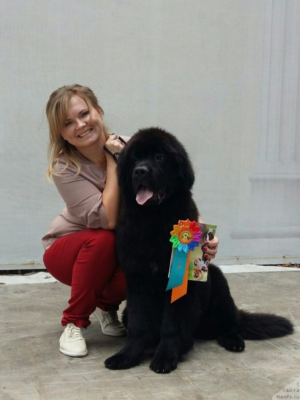 Фото: ньюфаундленд Belkonder-Klab Marsel'eza (Белкондер-Клаб Марсельеза), YUliya Kulinich (Юлия Кулинич)