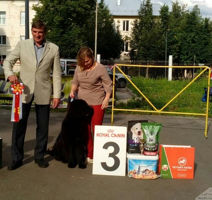 Фото: ньюфаундленд Belkonder-Klab Marsel'eza (Белкондер-Клаб Марсельеза), YUliya Kulinich (Юлия Кулинич), Oleg Gorbachevskiy (Олег Горбачевский)