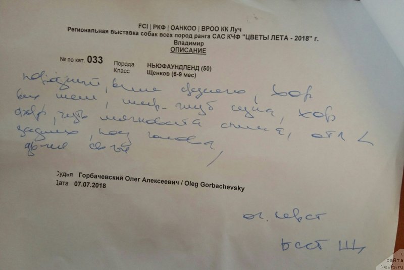 Фото: Описание, ньюфаундленд Belkonder-Klab Marsel'eza (Белкондер-Клаб Марсельеза)