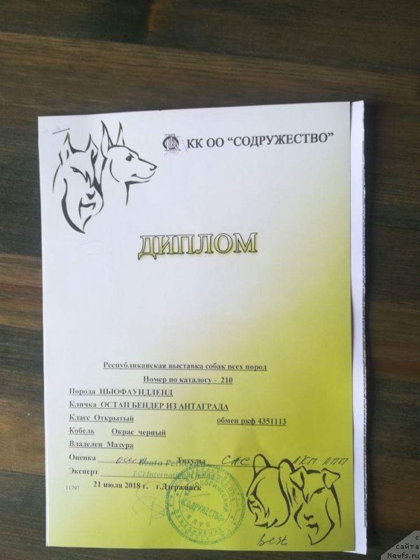 Фото: ньюфаундленд Ostap Bender iz Antagrada (Остап Бендер из Антаграда)