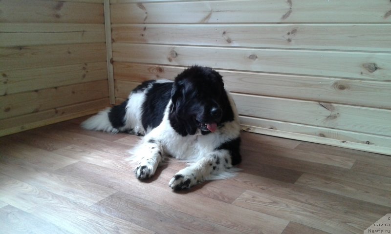 Фото: ньюфаундленд Raffayela Stil'naya Koketka (Раффаэла Стильная Кокетка), ньюфаундленд Raffayela Stil'naya Koketka (Раффаэла Стильная Кокетка)