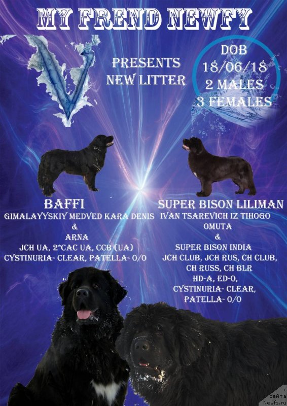 Фото: ньюфаундленд Baffi (Баффи)