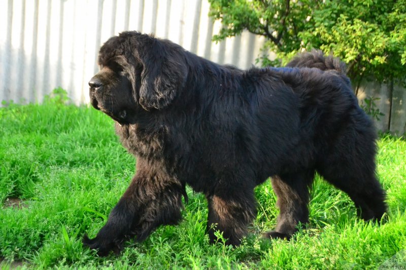 Фото: ньюфаундленд Talisman Morya La-Valetta (Талисман Моря Ла-Валетта)