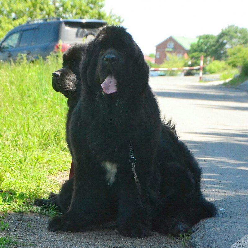 Фото: ньюфаундленд Talisman Morya La-Valetta (Талисман Моря Ла-Валетта), ньюфаундленд Talisman Morya Izumrudnaya Volna (Талисман Моря Изумрудная Волна)