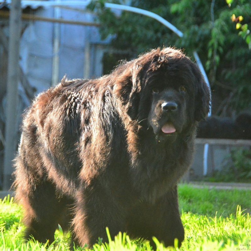 Фото: ньюфаундленд Talisman Morya La-Valetta (Талисман Моря Ла-Валетта)