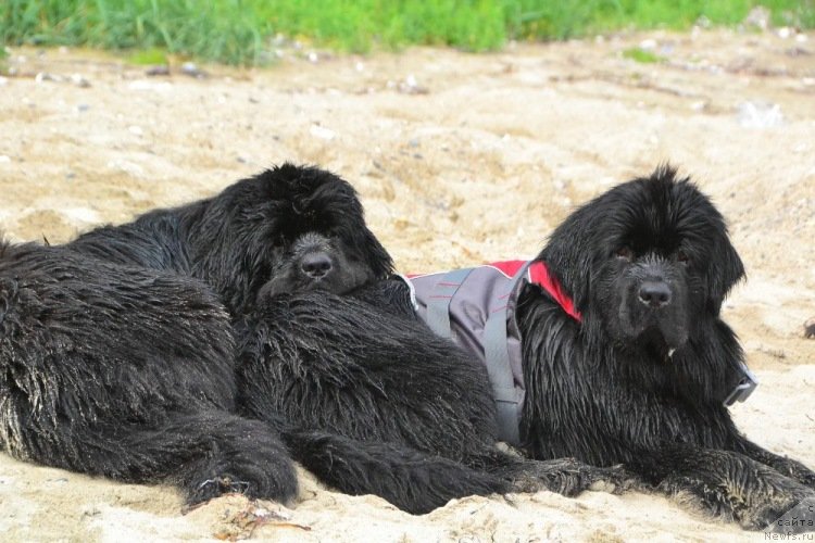 Фото: ньюфаундленд Talisman Morya La-Valetta (Талисман Моря Ла-Валетта), ньюфаундленд Talisman Morya Izumrudnaya Volna (Талисман Моря Изумрудная Волна)