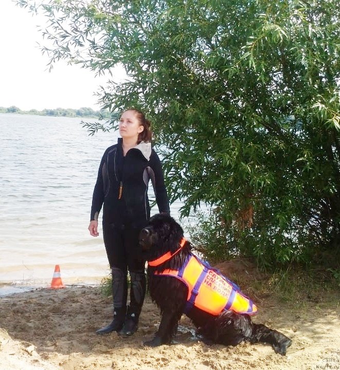 Фото: ньюфаундленд Chernyj Chank s Berega Dona (Черный Чанк с Берега Дона), Irina Skladnova (Ирина Складнова)