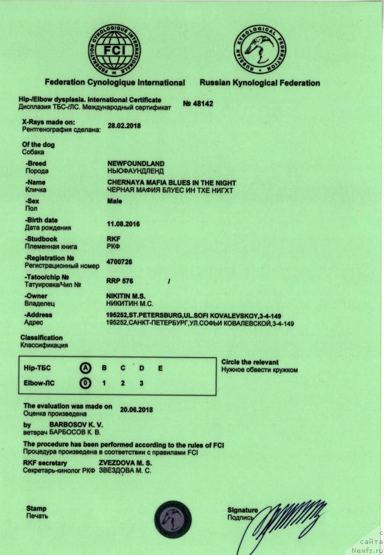 Фото: ньюфаундленд Chernaya Mafia Blues In The Night (Черная Мафия Блуес Ин Тхе Нигхт)