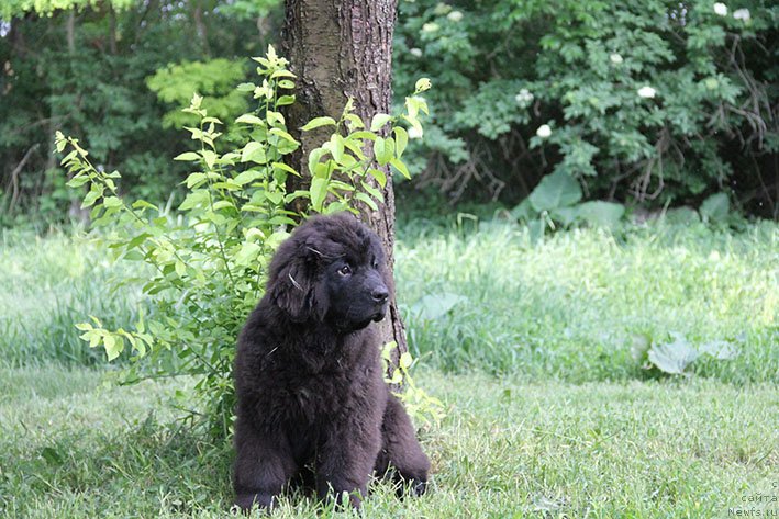 Фотография № 237365