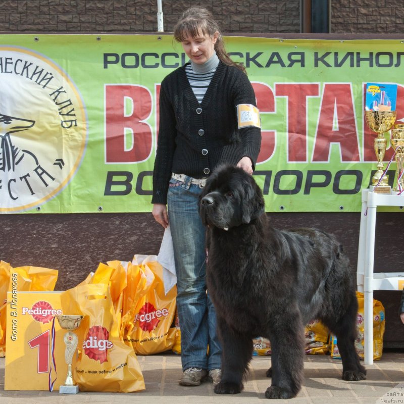 Фото: ньюфаундленд Chernaya Mafia Because I Am Worth It (Черная Мафия Бекаусе И Ам Вортх Ит)