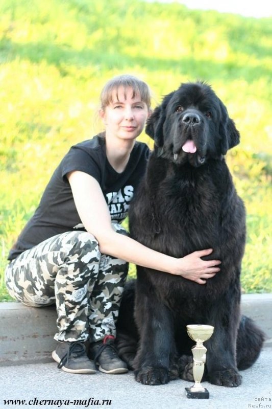 Фото: ньюфаундленд Chernaya Mafia Because I Am Worth It (Черная Мафия Бекаусе И Ам Вортх Ит)