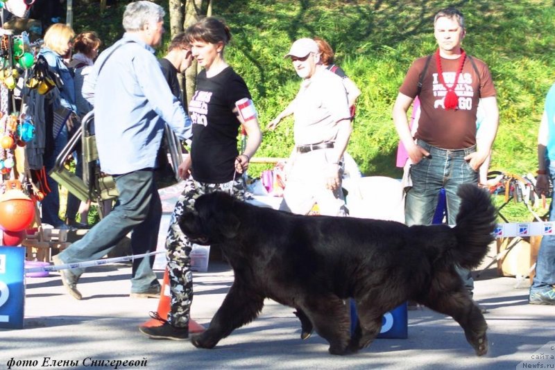 Фото: ньюфаундленд Chernaya Mafia Because I Am Worth It (Черная Мафия Бекаусе И Ам Вортх Ит)