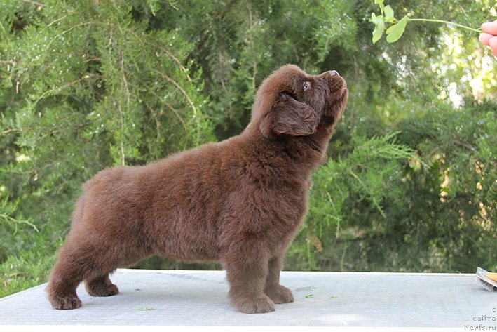 Фото: ньюфаундленд Svompi s Berega Dona (Свомпи с Берега Дона)