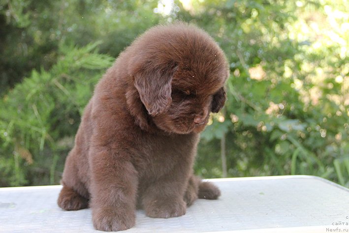 Фото: ньюфаундленд Svompi s Berega Dona (Свомпи с Берега Дона)