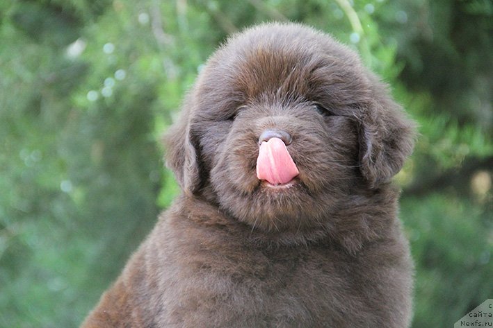 Фото: ньюфаундленд Svompi s Berega Dona (Свомпи с Берега Дона)