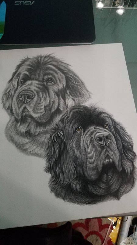 Фотография № 237381