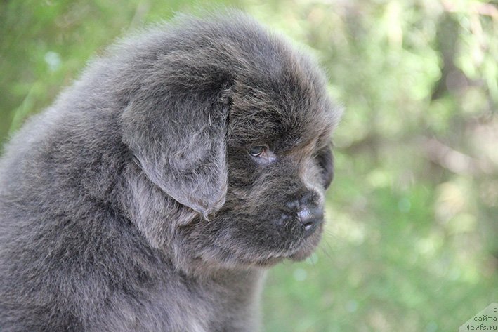 Фото: ньюфаундленд Smayli s Berega Dona (Смайли с Берега Дона)