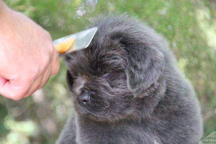 Фото: ньюфаундленд Smayli s Berega Dona (Смайли с Берега Дона)