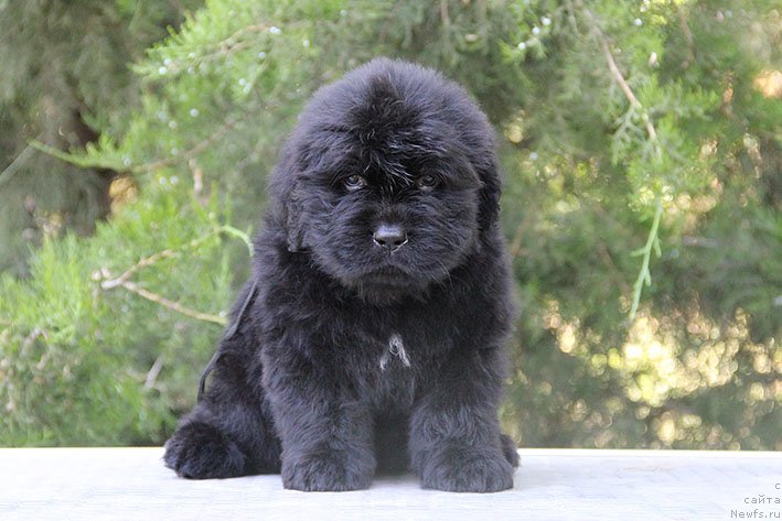 Фото: ньюфаундленд Smolly s Berega Dona (Смолли с Берега Дона)