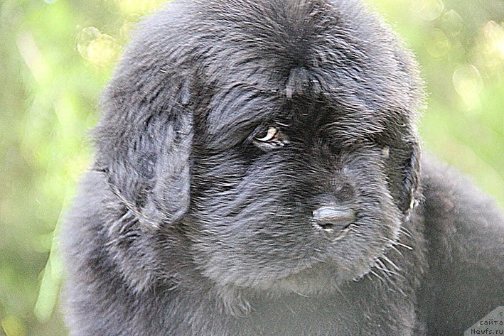 Фото: ньюфаундленд Smolly s Berega Dona (Смолли с Берега Дона)