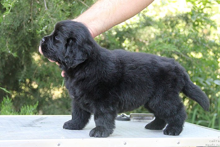 Фото: ньюфаундленд Seysha s Berega Dona (Сейша с Берега Дона)