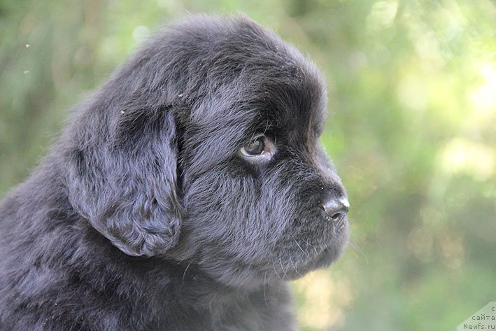 Фото: ньюфаундленд Seysha s Berega Dona (Сейша с Берега Дона)