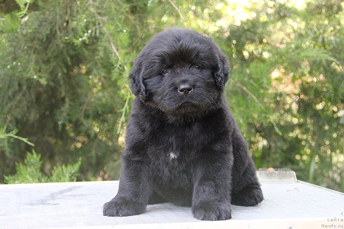 Фото: ньюфаундленд Seysha s Berega Dona (Сейша с Берега Дона)