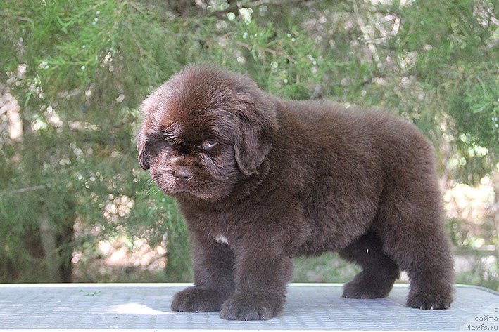 Фото: ньюфаундленд Selli s Berega Dona (Селли с Берега Дона)