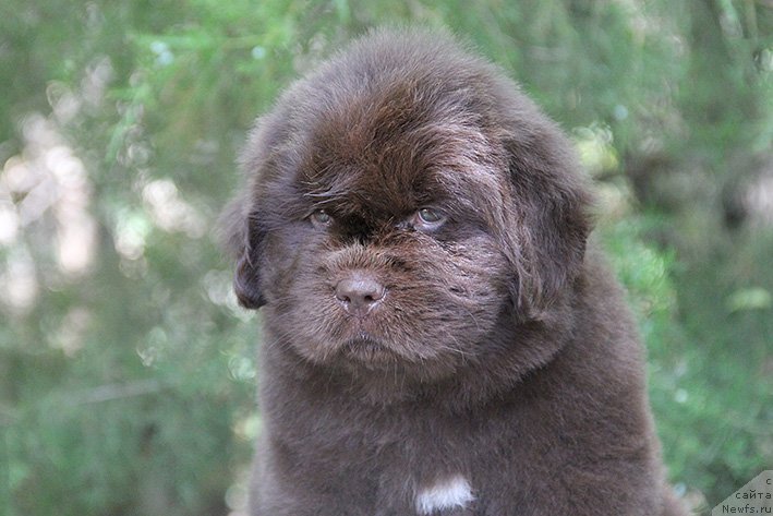 Фото: ньюфаундленд Selli s Berega Dona (Селли с Берега Дона)