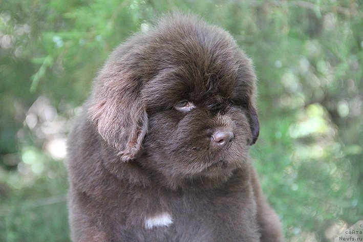 Фото: ньюфаундленд Selli s Berega Dona (Селли с Берега Дона)