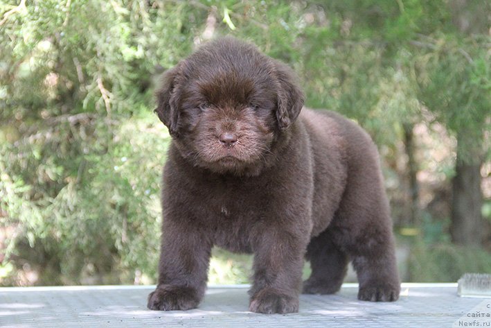 Фото: ньюфаундленд Selesta s Berega Dona (Селеста с Берега Дона)