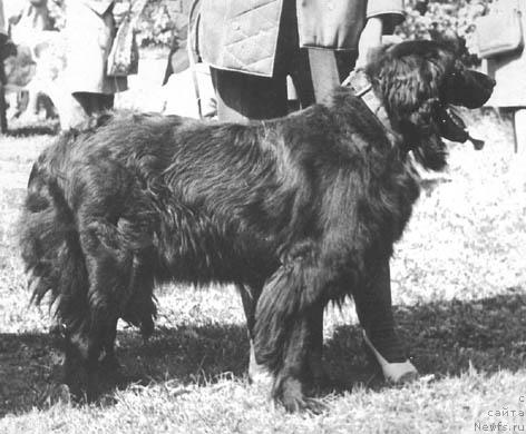 Фото: ньюфаундленд Mira (Мира)