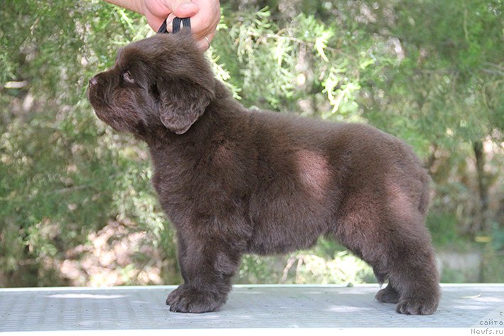 Фото: ньюфаундленд Selesta s Berega Dona (Селеста с Берега Дона)