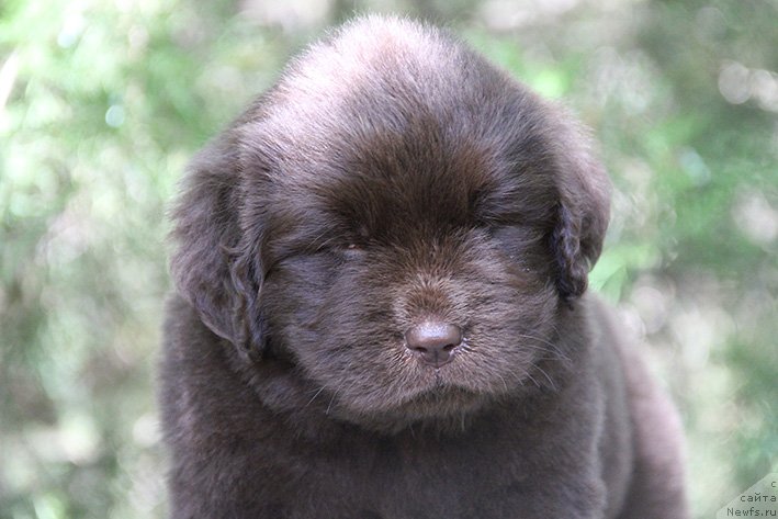 Фото: ньюфаундленд Selesta s Berega Dona (Селеста с Берега Дона)